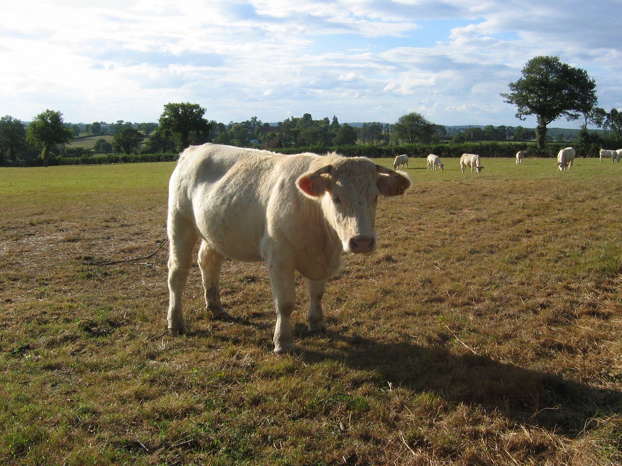 cows charolais prairie free photo