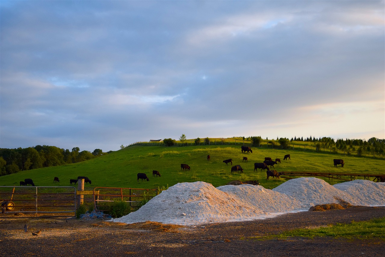 cows farm hillside free photo