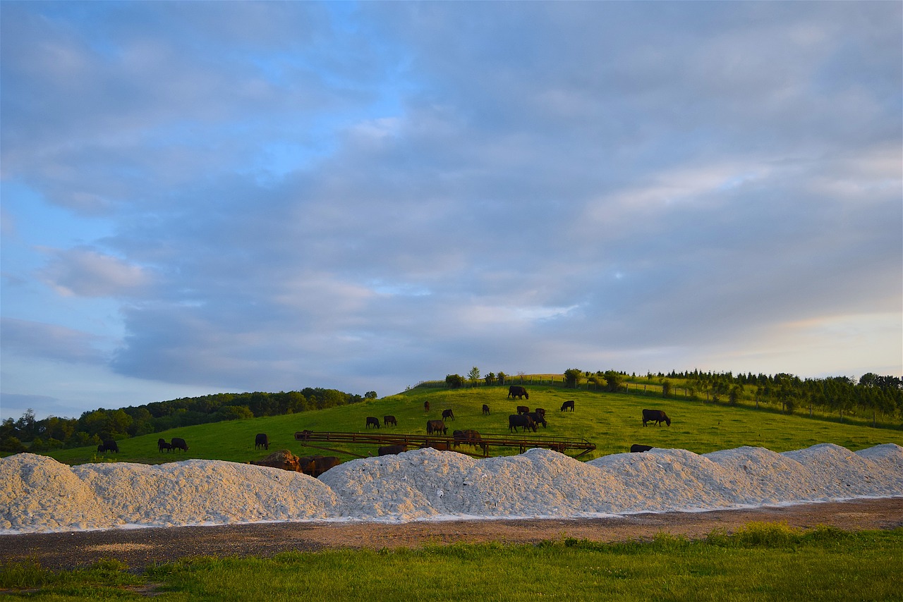 cows farm hillside free photo