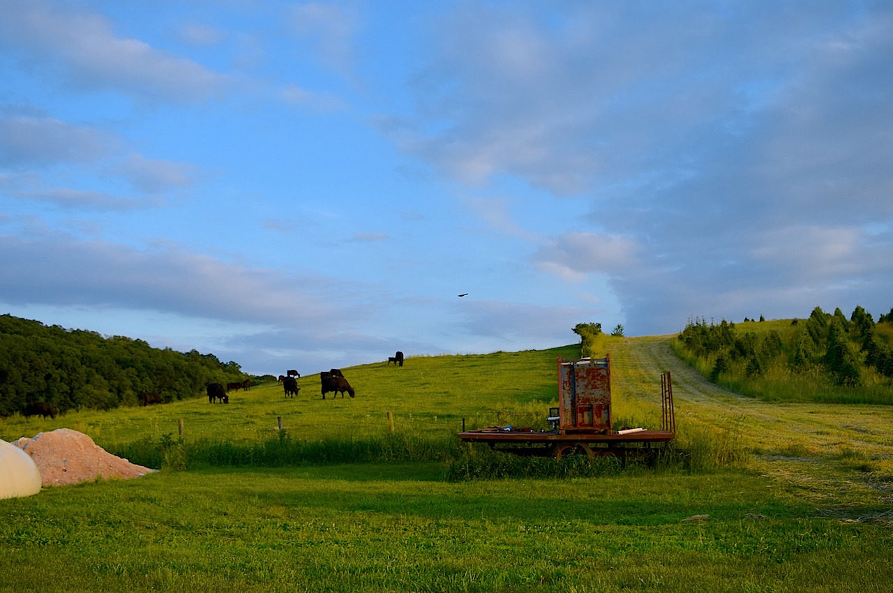 cows farm hillside free photo