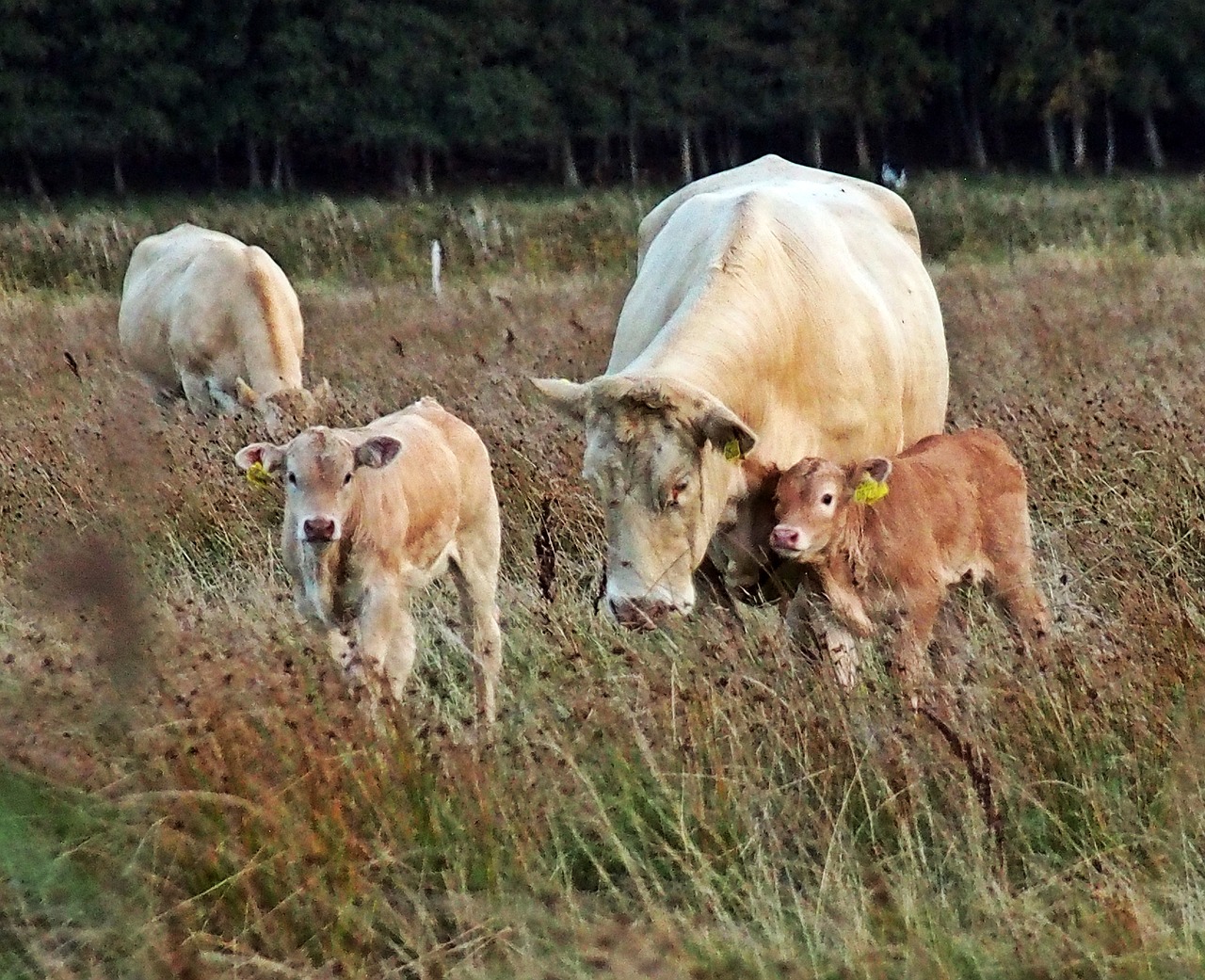 cows countryside summer meadow free photo
