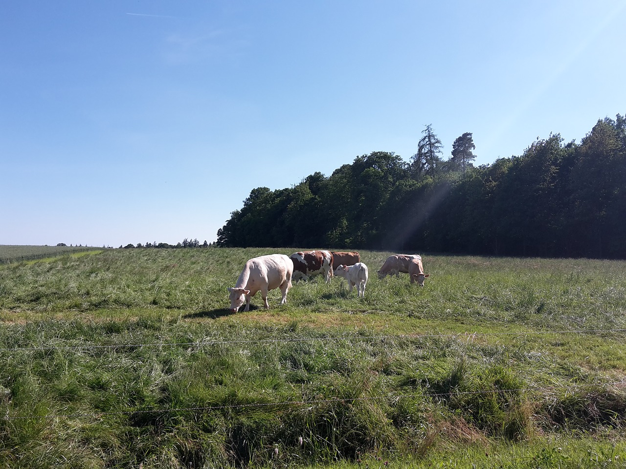 cows pasture coupling free photo