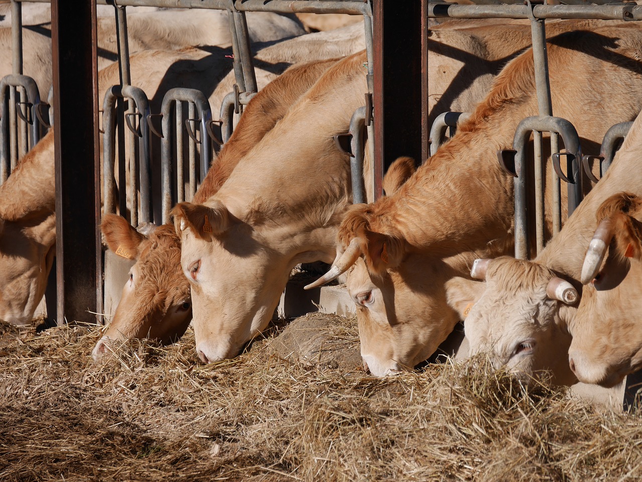 cows agriculture breeding free photo