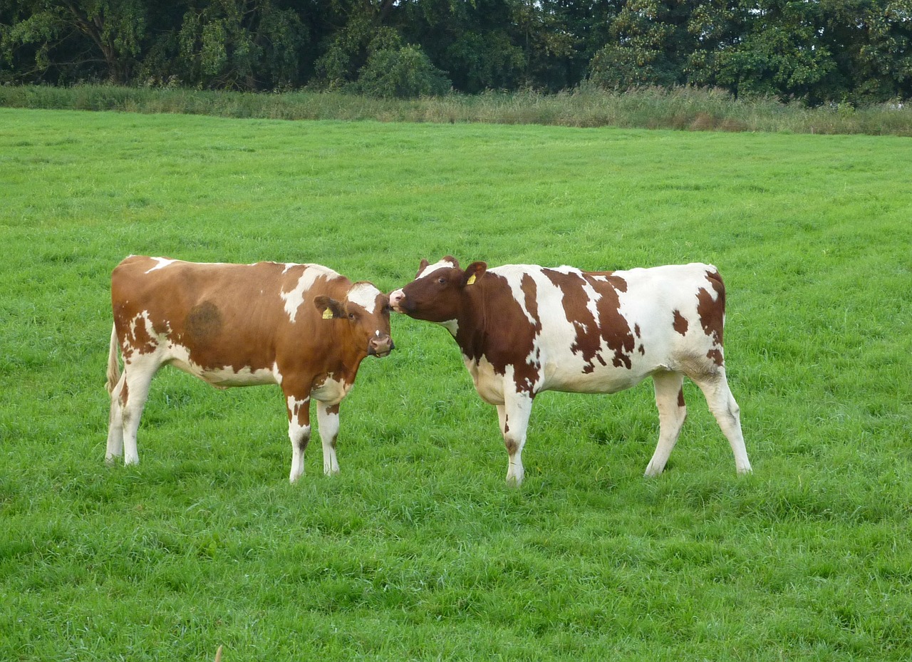 cows calves cattle free photo