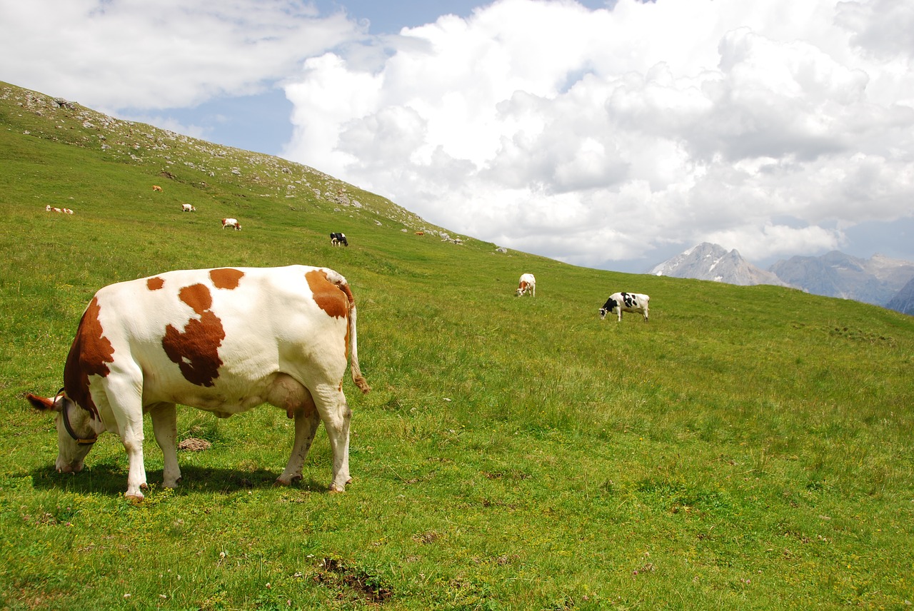 cows pasture mountain free photo