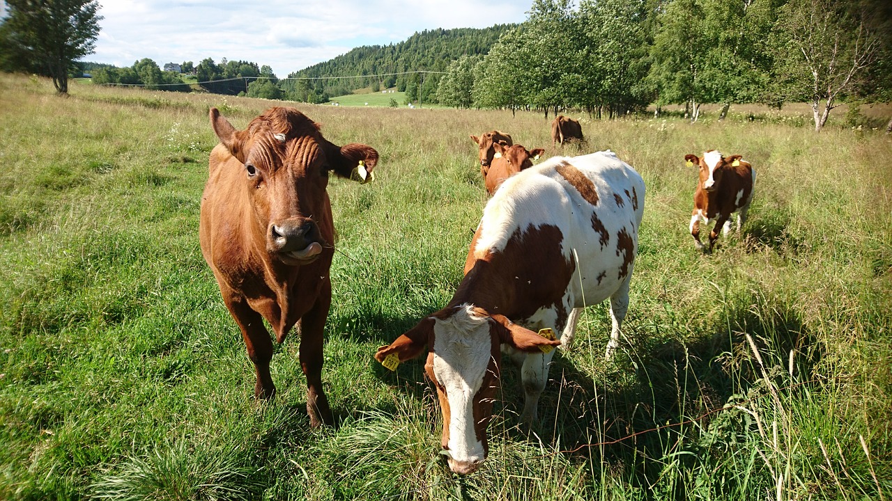 cows sweden what a beautiful day free photo