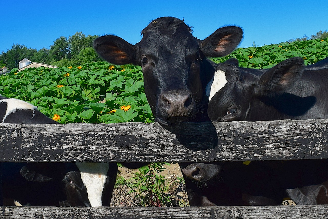 cows fence farm free photo
