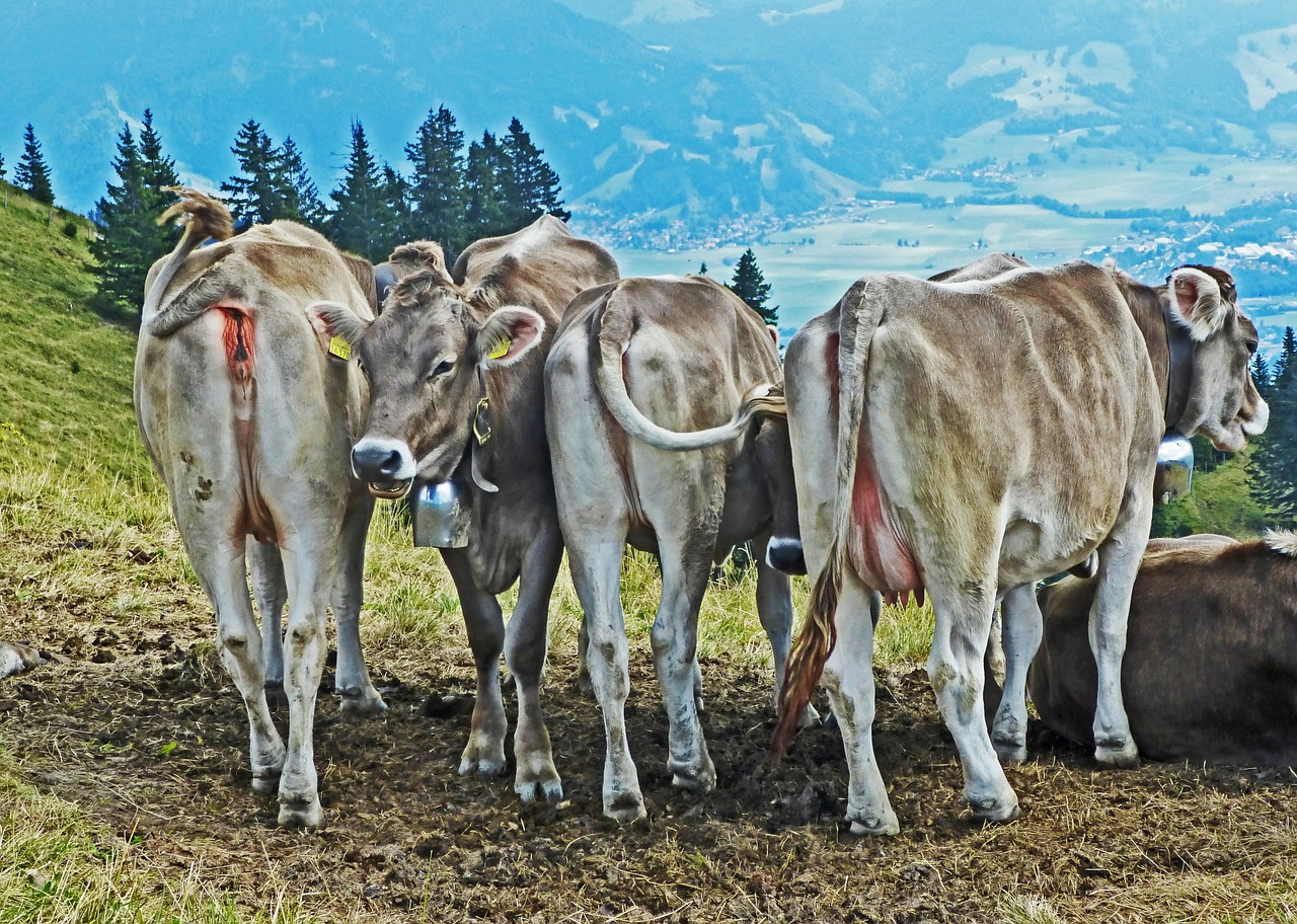 cows cattle mountains free photo