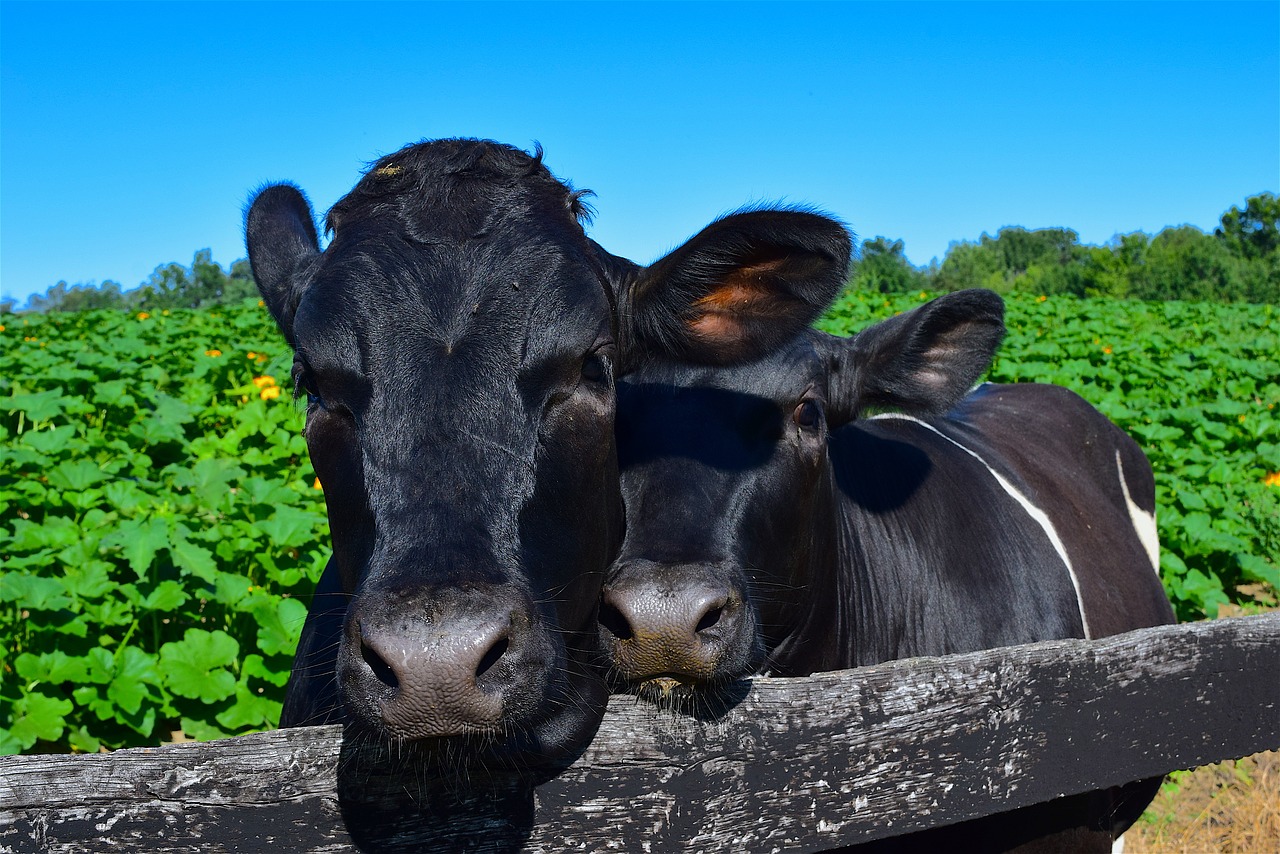 cows cuddling happy free photo