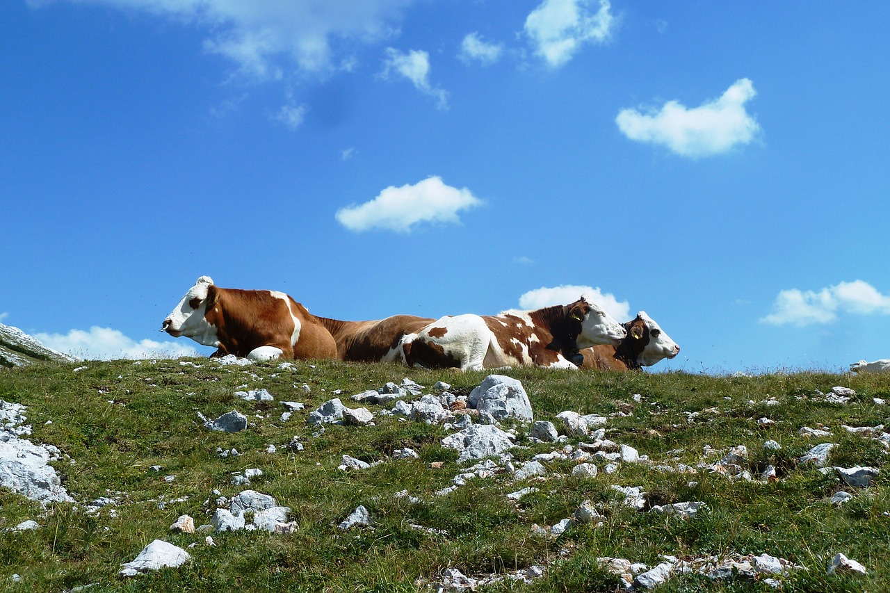 cows alpine mountain free photo