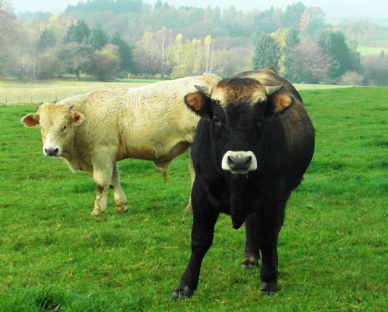 cows black white free photo