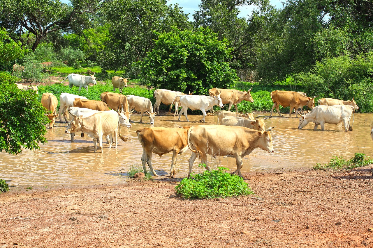cows stream cattle free photo