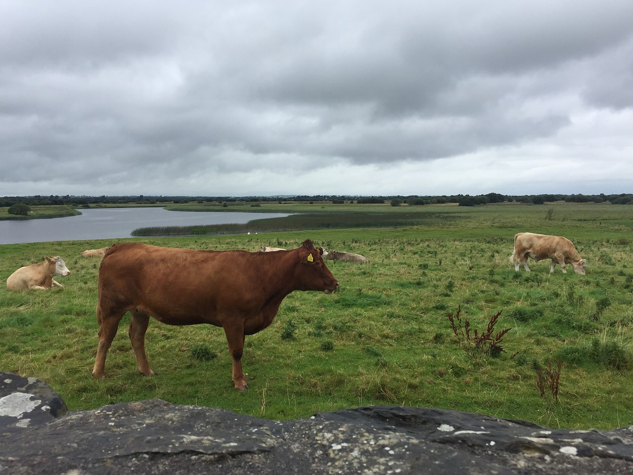 cows ireland beef free photo
