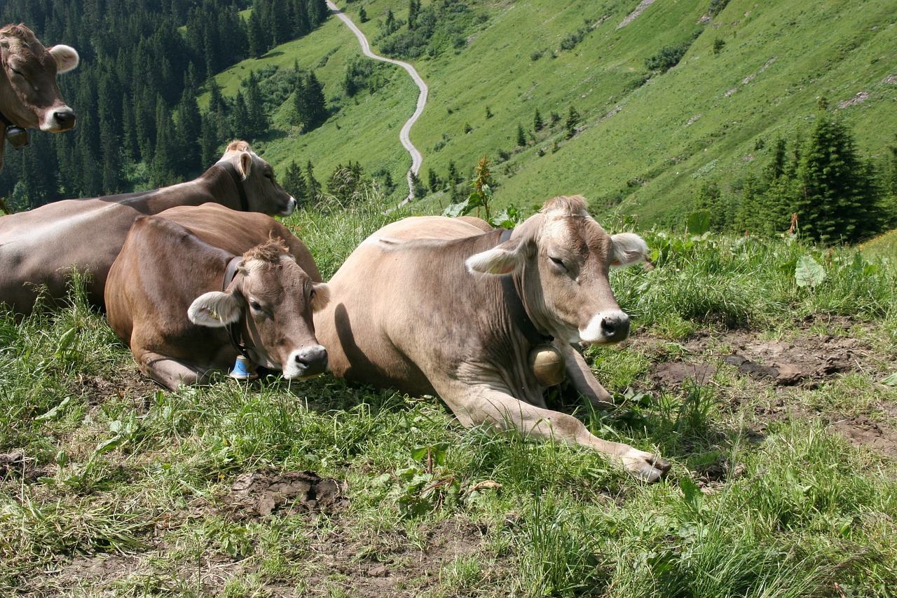 cows alm alpine meadow free photo