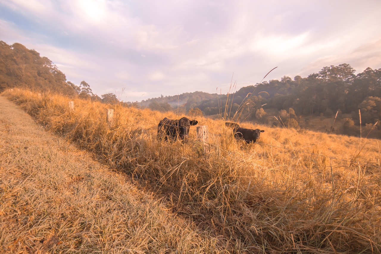 cows farm australia free photo