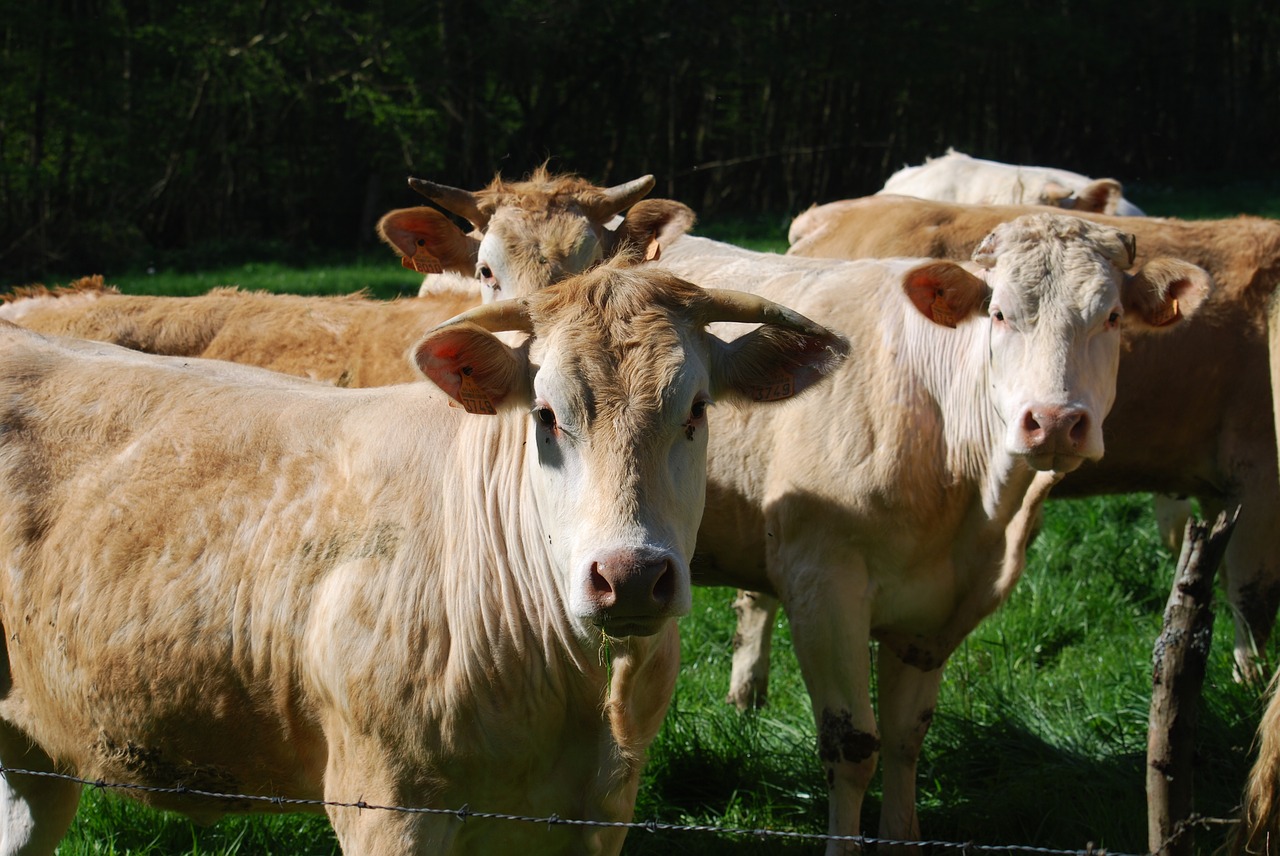 cows blonde of aquitaine herd free photo