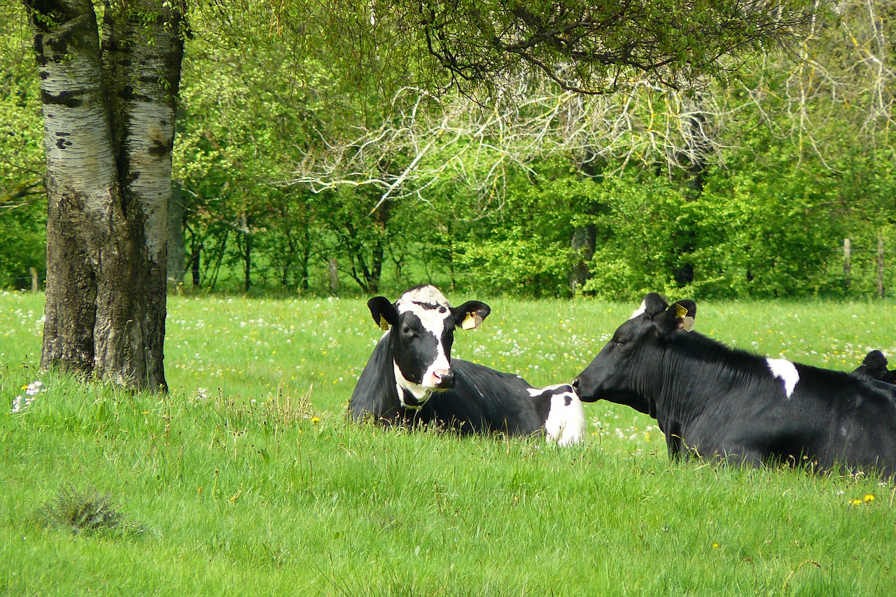 cows cow animal free photo