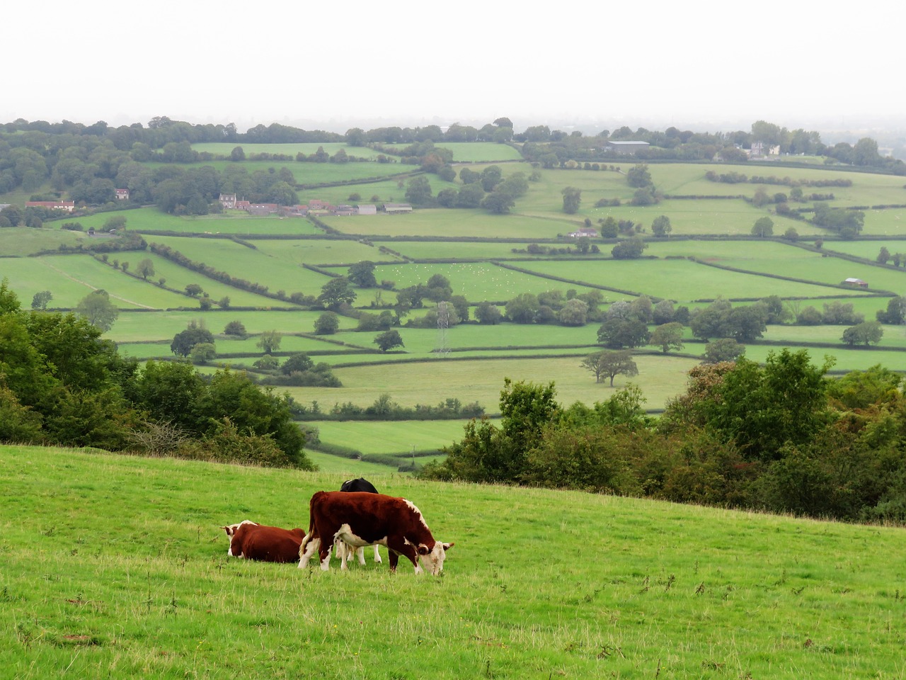 cows rural cattle free photo