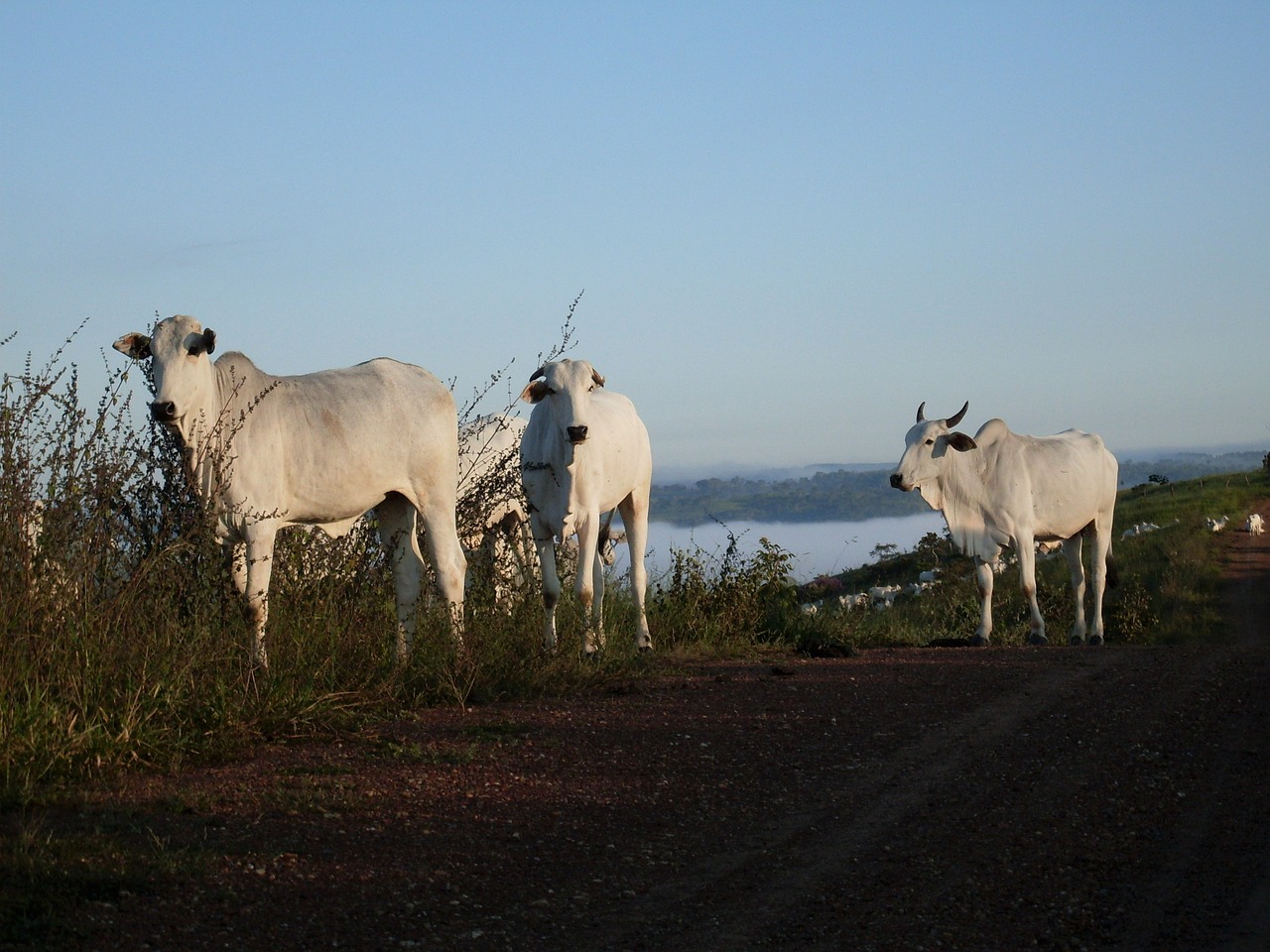 cows country side white free photo