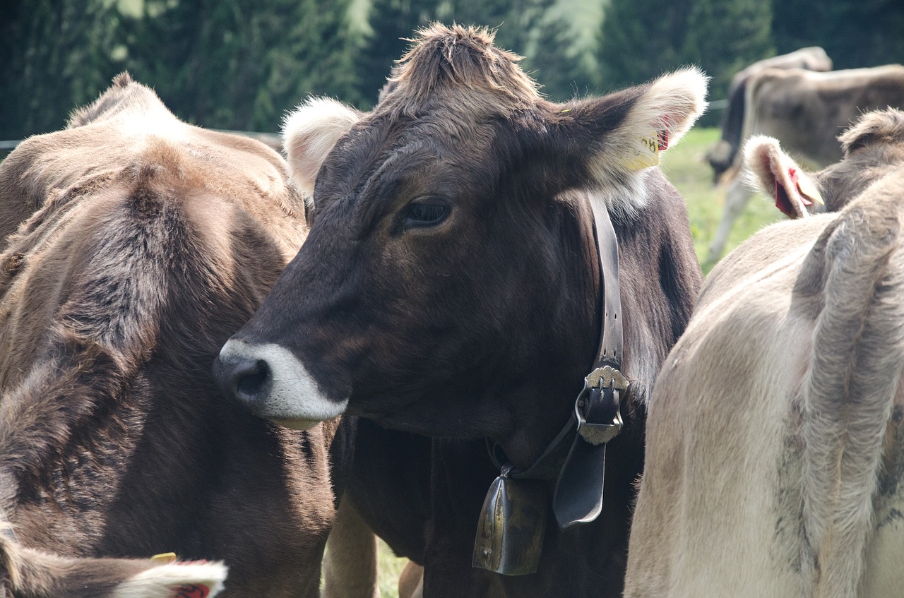 cows pasture cattle free photo