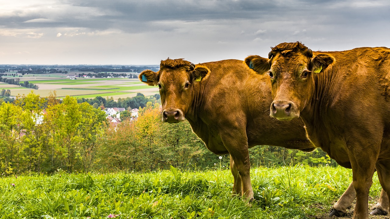 cows pasture animals free photo