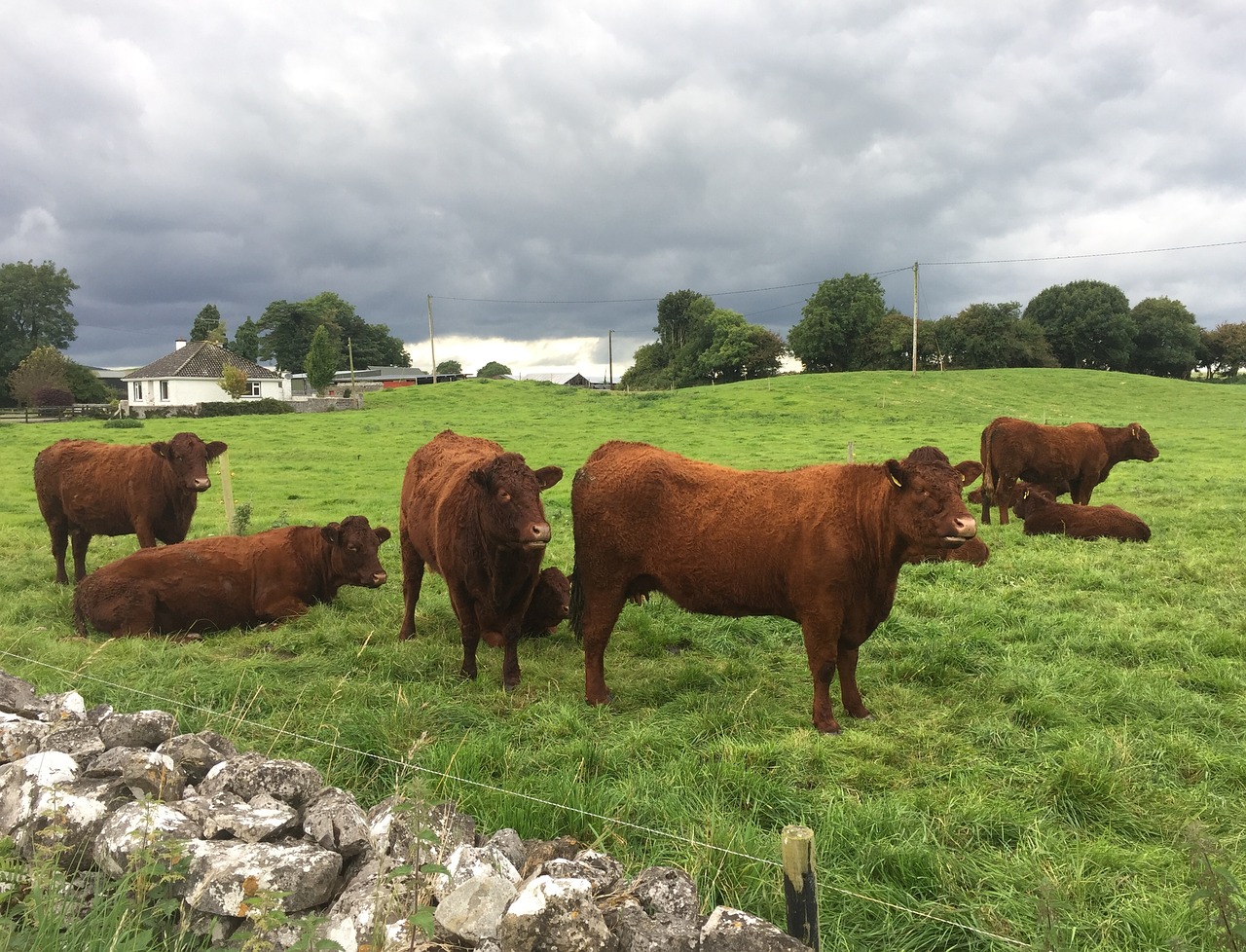 cows grazing land free photo