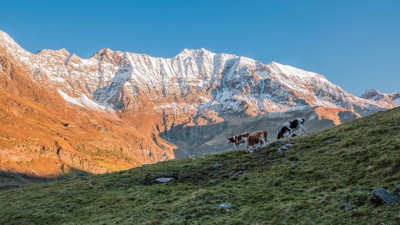 cows pasture alpine free photo