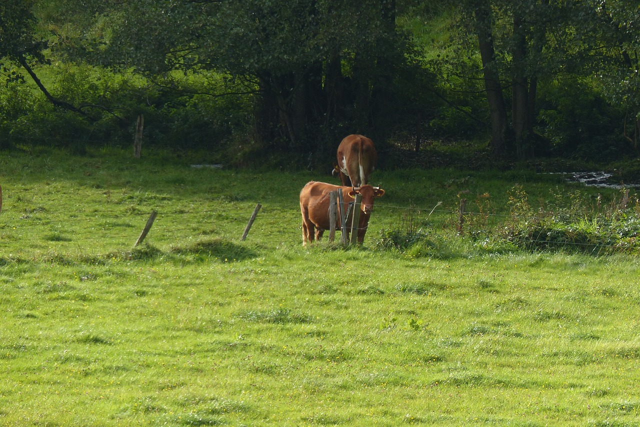 cows cattle rural free photo