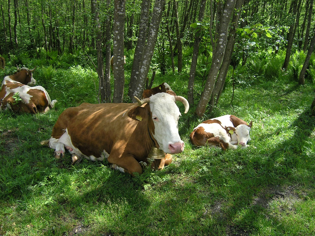 cows livestock farming free photo