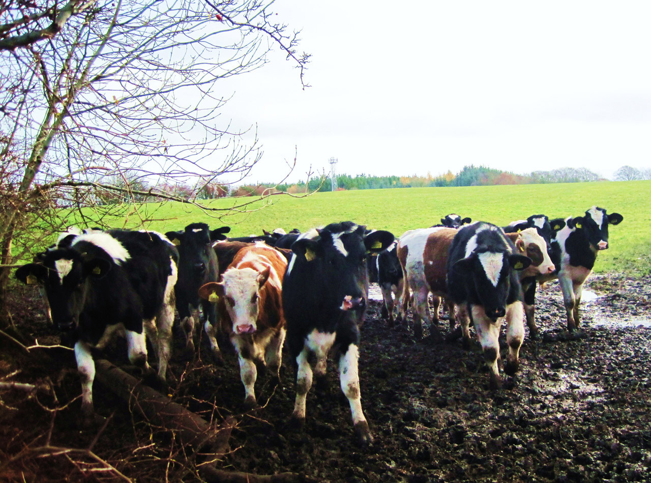 cows field countryside free photo