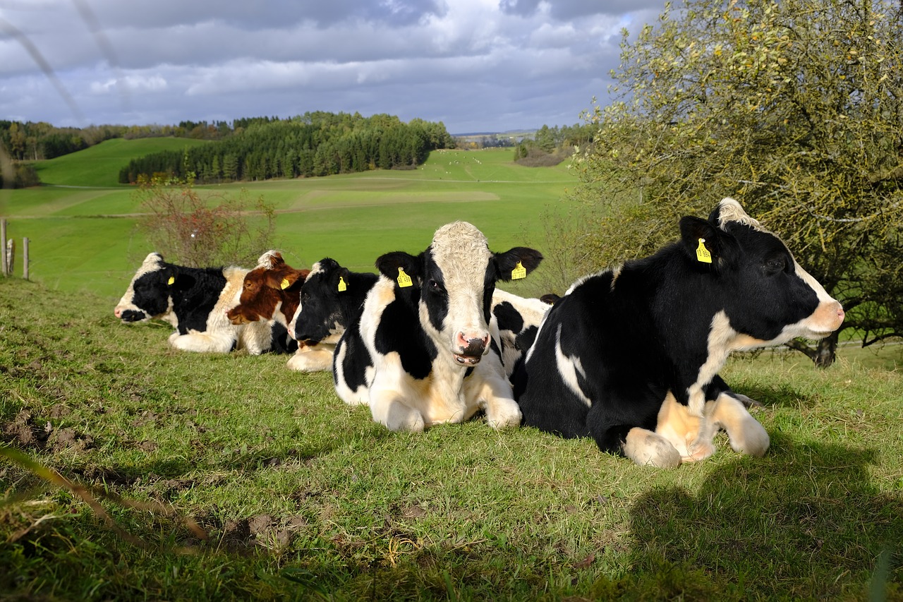 cows cattle flock free photo