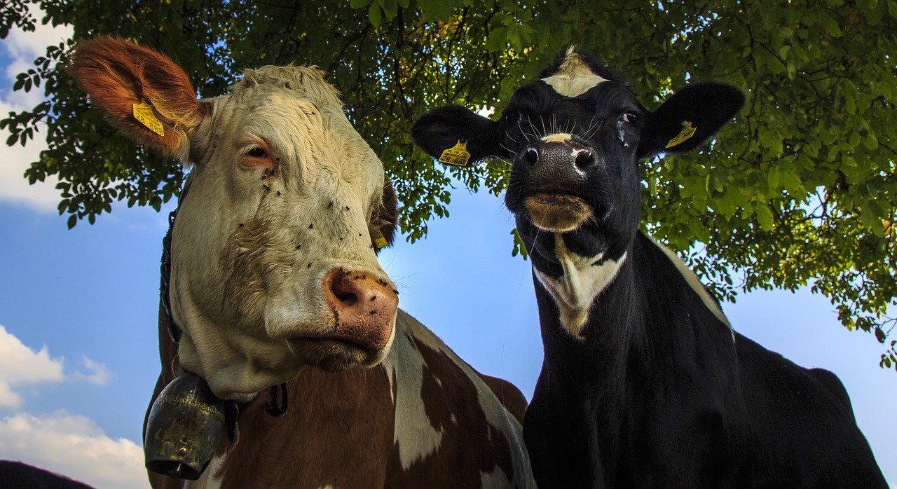 cows farm beef free photo