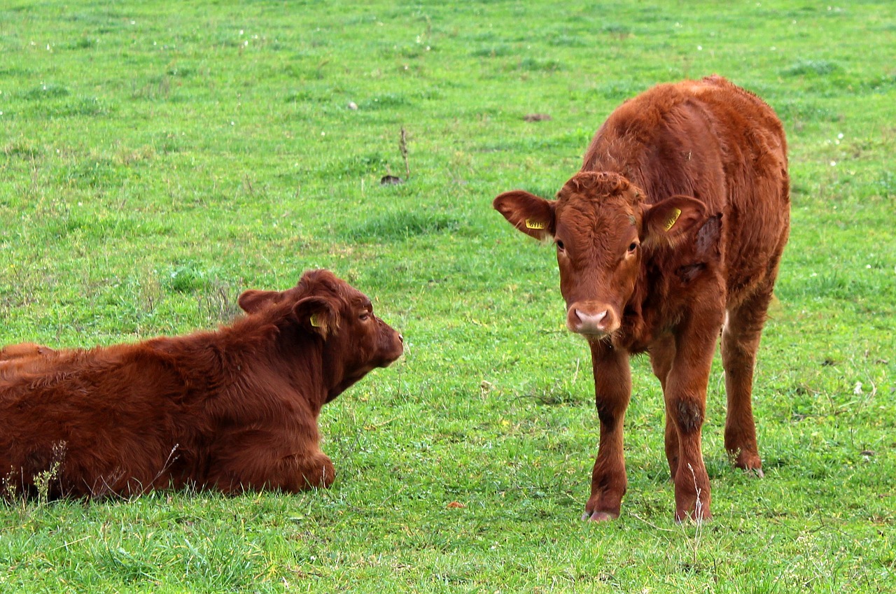 cows farm animals pasture land free photo