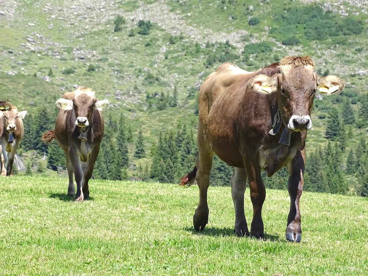 cows cattle alp free photo