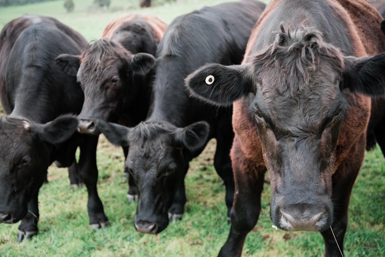 cows farm dairy free photo