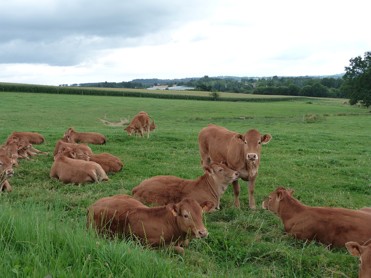 cows wide landscape free photo