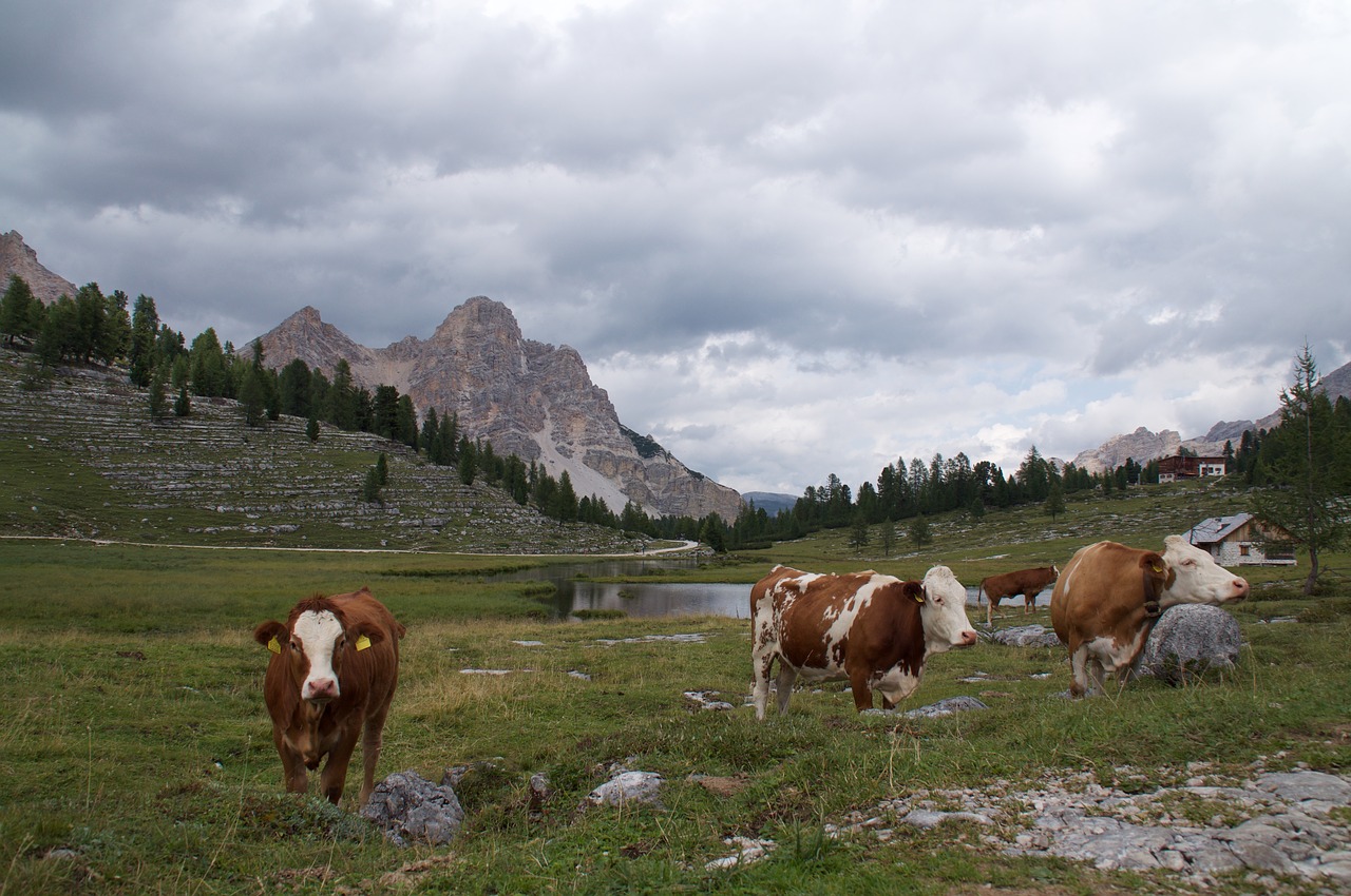 cows gray mountain free photo