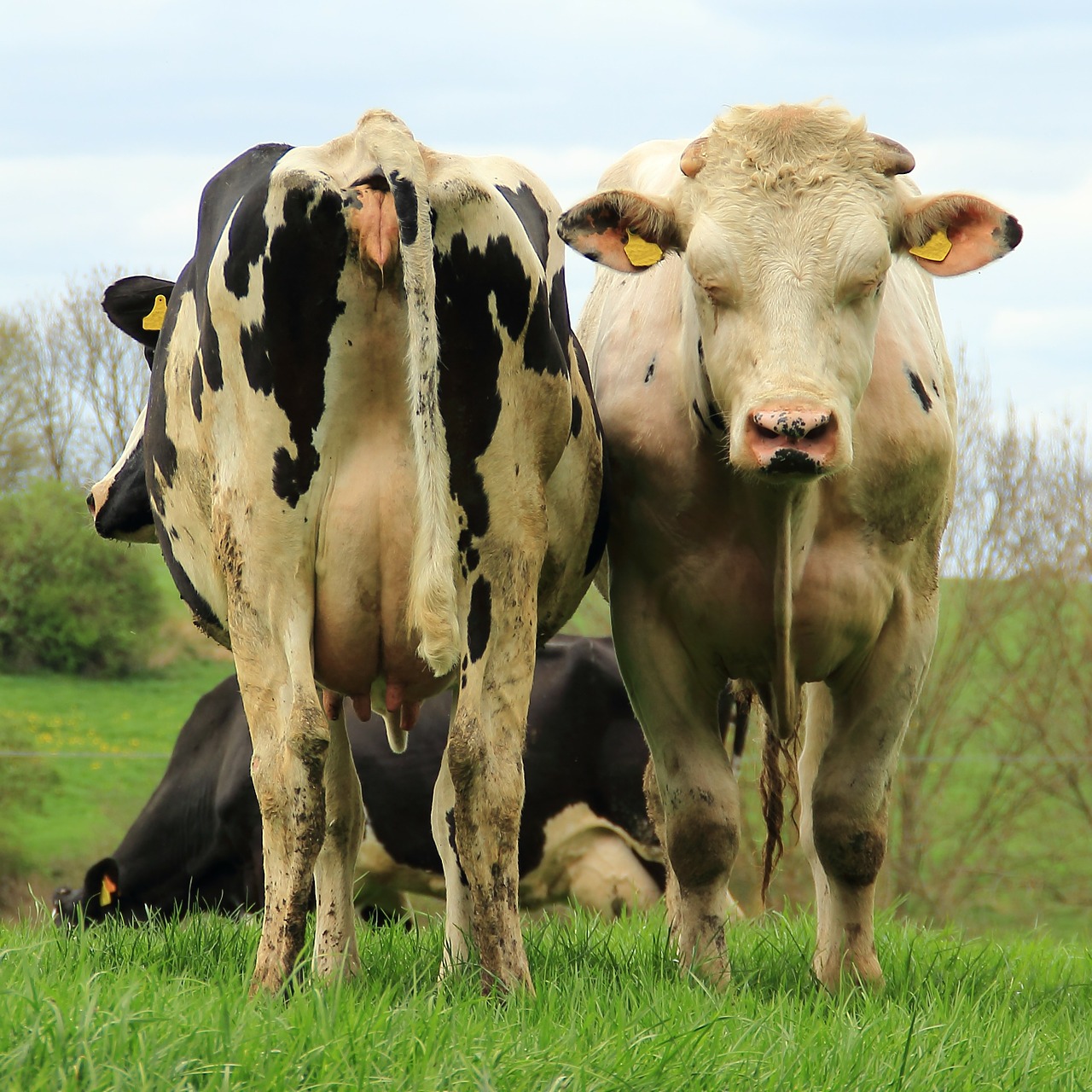 cows cattle agriculture free photo