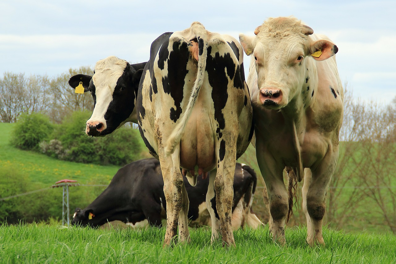 cows cattle agriculture free photo