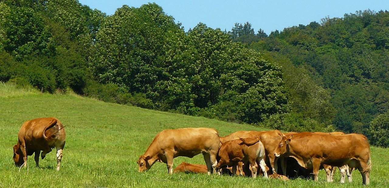 cows cow animal free photo