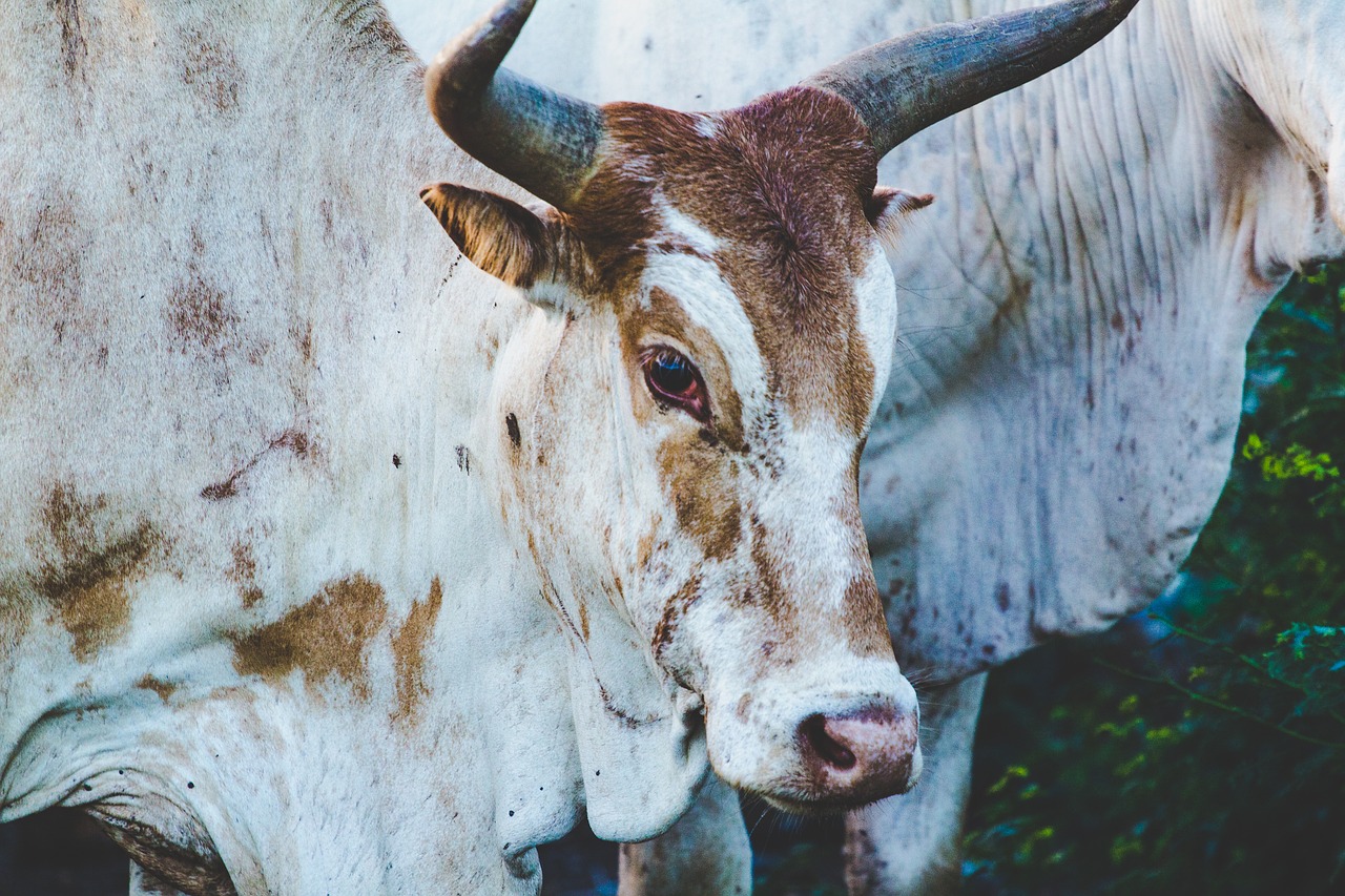 cows  beef  milk free photo