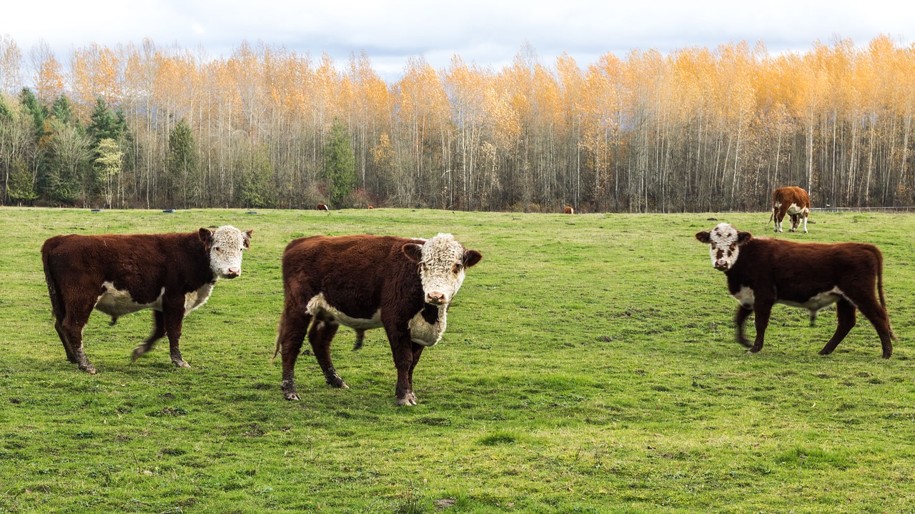 cows  washingon state  fall free photo