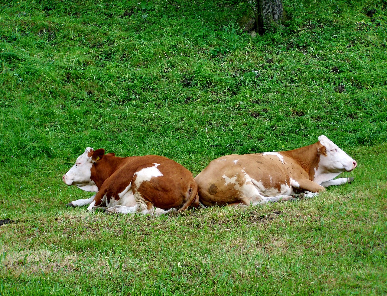 cows  economy  brown and white cattle free photo