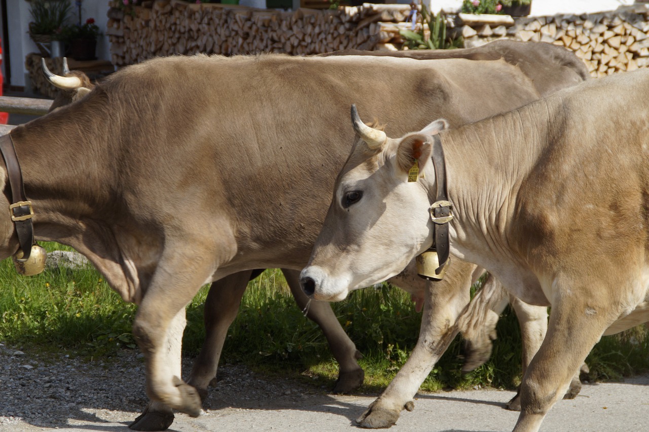 cows farm homeward bound free photo