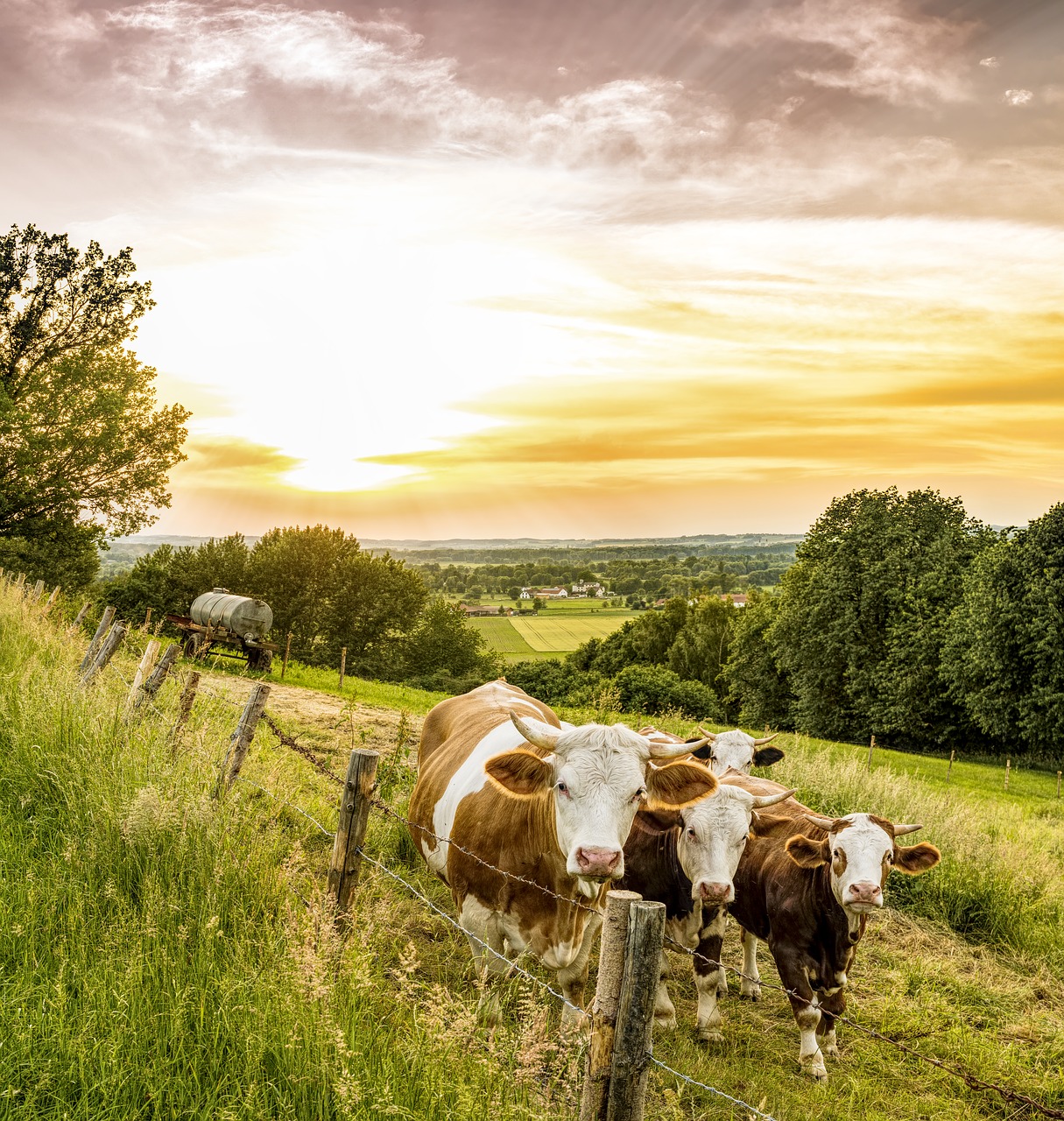 cows  pasture  fence free photo