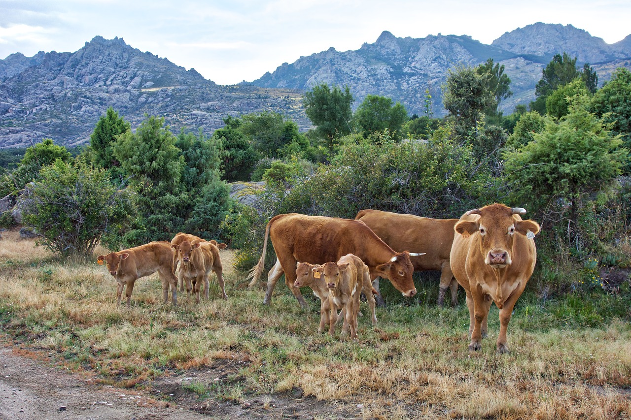 cows  landscape  field free photo