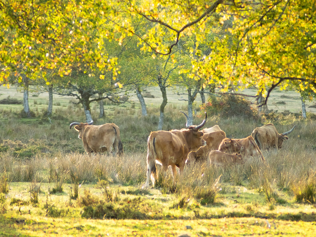 cows  nature  farm free photo