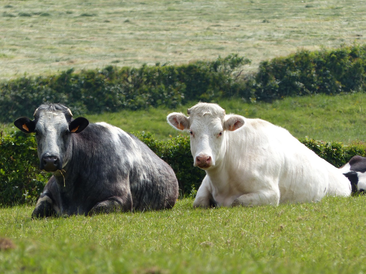 cows  ruminating  avesnois free photo