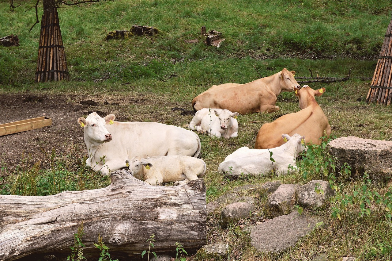 cows  calf  calves free photo