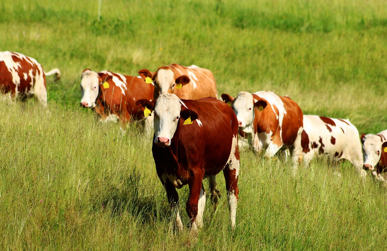 cows  herd  feast free photo